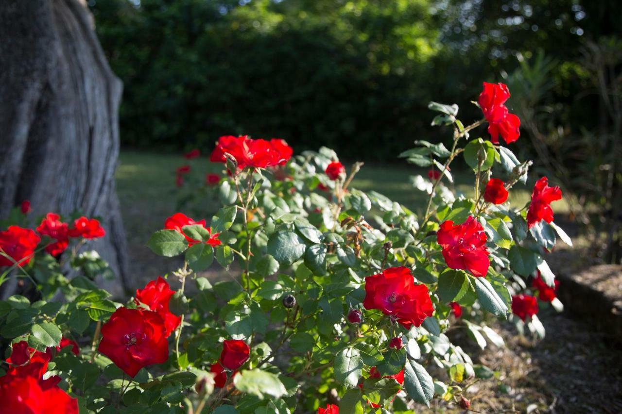Grande Villa Storica Per Vacanze Con Giardino Privato E Piscina Ostra Bagian luar foto